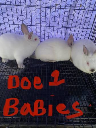 rabbits all for free