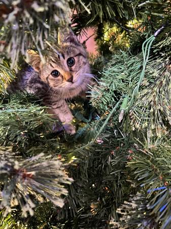 8 week old male kitten