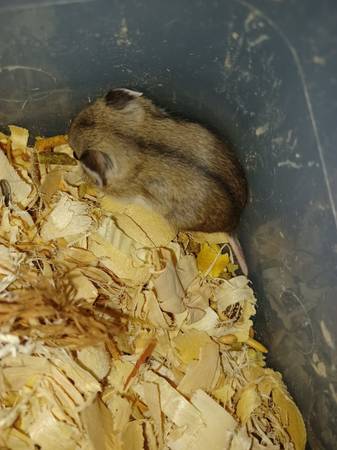 Baby chinese dwarf hamsters