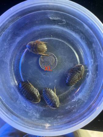 Dubia Roaches