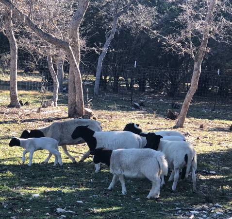 ?? Dorper Sheep ?? Plenty of NICE NICE young females!