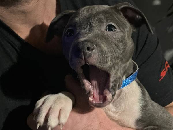 Grey Female Pitt (Tuxedo Fur Pattern)