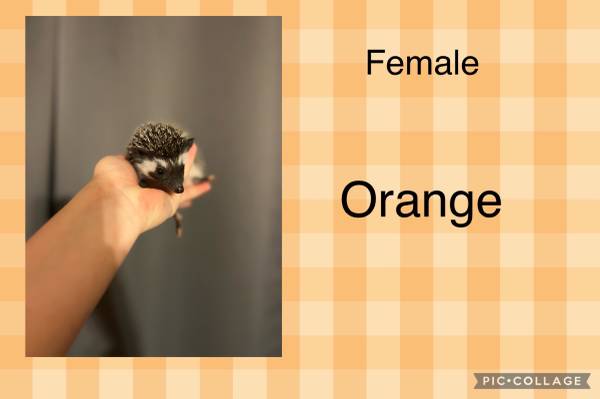 Female Hedgehogs