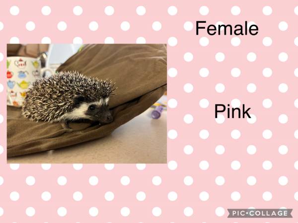 Female Hedgehogs