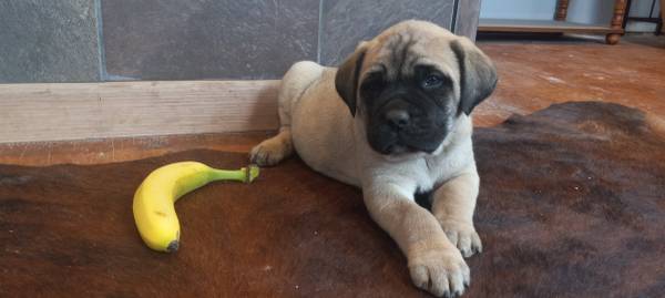 Valentine Mastiffs