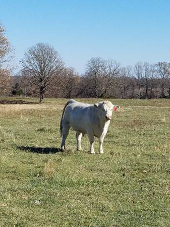 Charolais Bulls