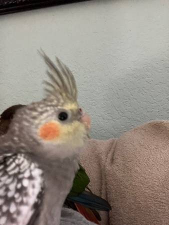 Baby Cockatiels and Lovebirds