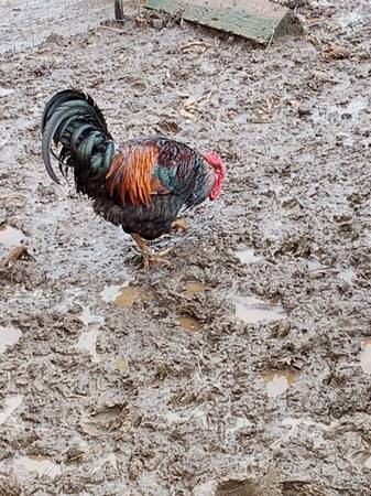 black copper maran rooster