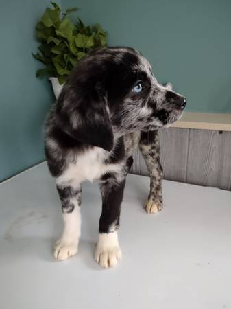 Australian shepherd puppy