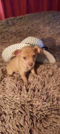 Male chihuahua puppy