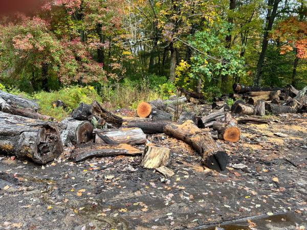 Hardwood firewood logs