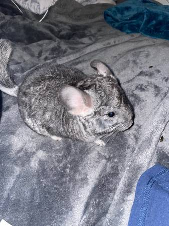 chinchilla looking for home