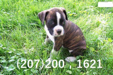 *********Boxer pups for rehoming *********