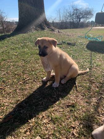 German Shepherd Mixed Puppies 1 left!