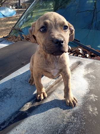 CKC Pitbull/American Bully