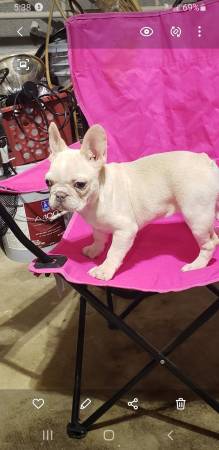 French bulldog female akc