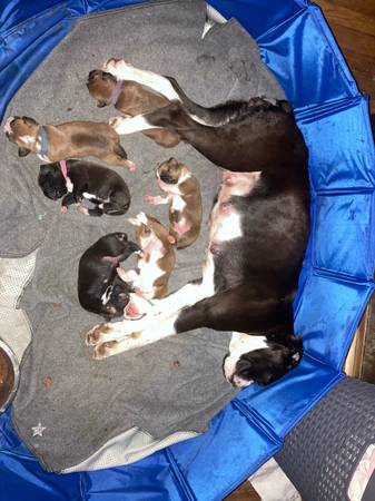 Boxer Puppies