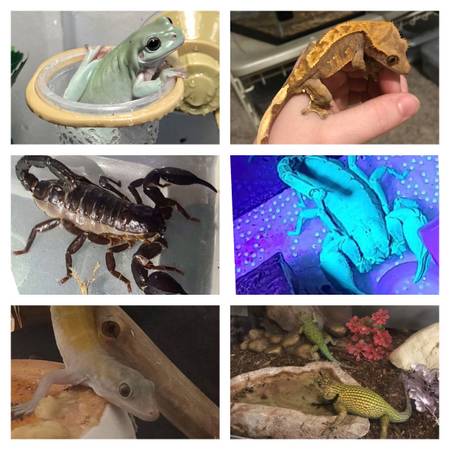 Reptiles and More!