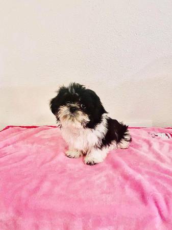 Shih Tzu Puppies