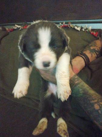 Border collie puppies