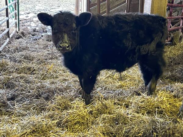 Miniature Lowline Aberdeen Angus Bull