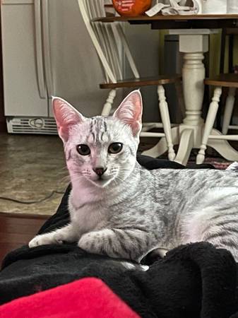 Egyptian Mau/ Female Silver