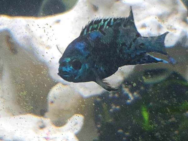 Electric blue jack Dempsey