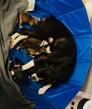 Boxer Puppies