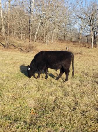 Black Angus Bulls