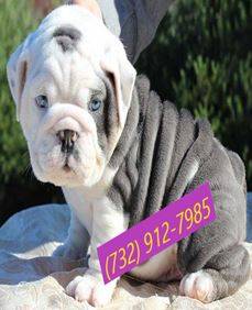 English bulldogs female