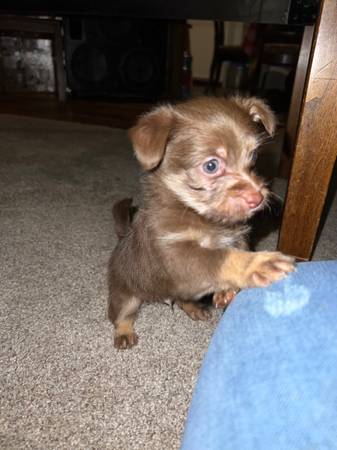 Shih-Tzu mix