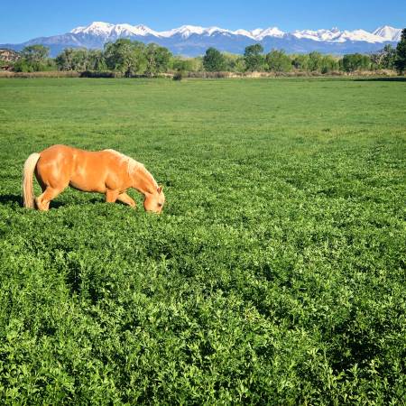 Hay for Sale- Alfalfa & alfalfa/grass mix