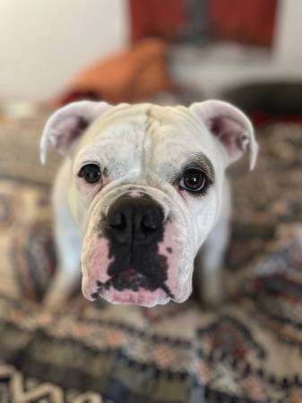 Deaf Olde English Bulldog In Need of Home