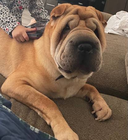 chinese sharpei