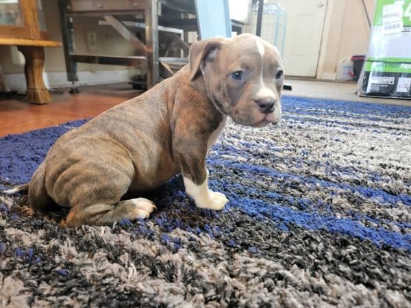 American bully puppies