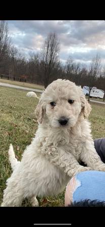 golden doodles