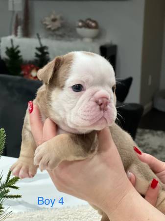 English bulldog pups