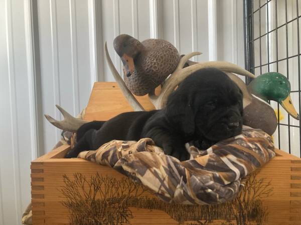 Purebred Lab Puppies