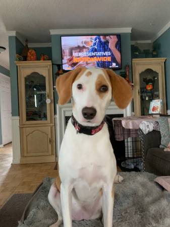 1.5 year old Walker Hound