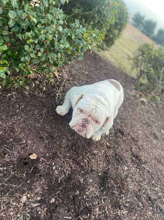 English Bulldog