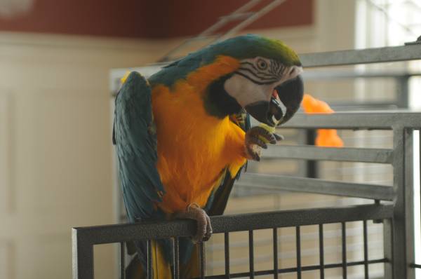 Blue and Gold Macaw.