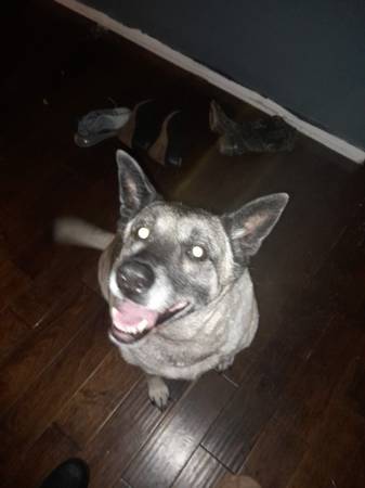 Akita Mix