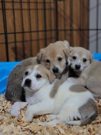 Golden Retriever Mix Puppies