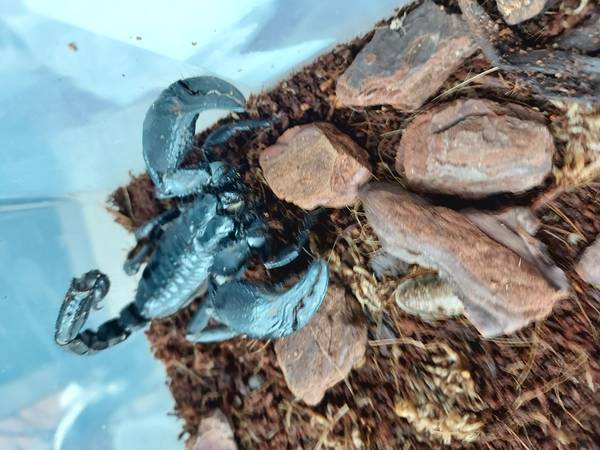 Asian Forest Scorpion Adult Pair