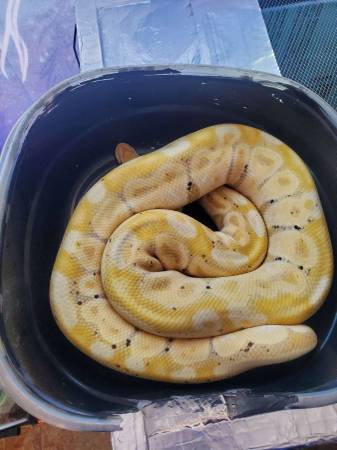 Banana pastel ball python