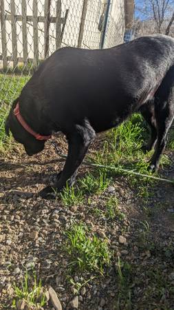 black Lab