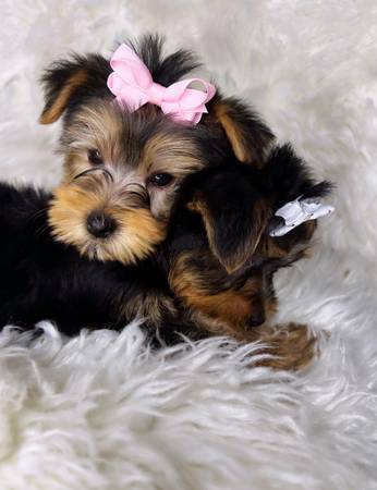 teacup yorkie puppies