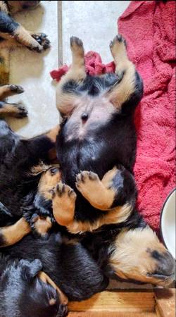 German Rottweiler Puppies