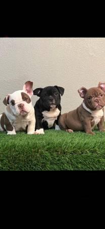 French Bulldog Puppies