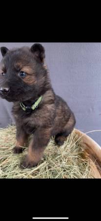 *** AKC, German, shepherds***